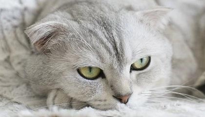 延安伴游，定制QQ：3494206190微信：act1322